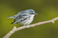 Cerulean Warbler, Setophaga cerulea