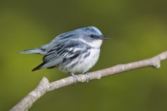 Cerulean Warbler, Setophaga cerulea