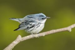 Cerulean Warbler, Setophaga cerulea