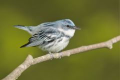 Cerulean Warbler, Setophaga cerulea