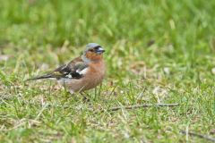 Chaffinch, Fringilla coelebs