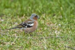 Chaffinch, Fringilla coelebs