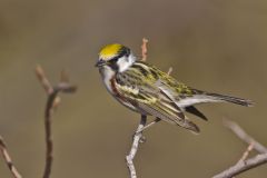 Chestnut-sided Warbler, Setophaga pensylvanica