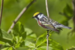 Chestnut-sided Warbler, Setophaga pensylvanica