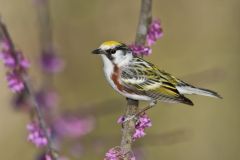 Chestnut-sided Warbler, Setophaga pensylvanica