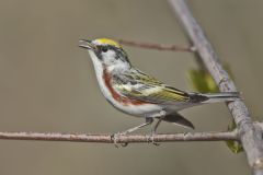 Chestnut-sided Warbler, Setophaga pensylvanica