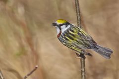 Chestnut-sided Warbler, Setophaga pensylvanica