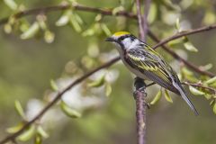 Chestnut-sided Warbler, Setophaga pensylvanica