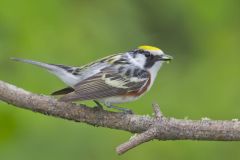 Chestnut-sided Warbler, Setophaga pensylvanica