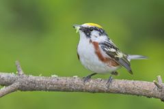 Chestnut-sided Warbler, Setophaga pensylvanica