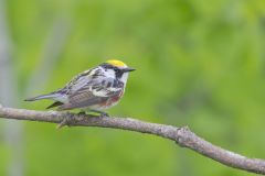 Chestnut-sided Warbler, Setophaga pensylvanica