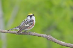 Chestnut-sided Warbler, Setophaga pensylvanica