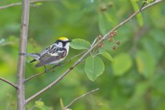 Chestnut-sided Warbler, Setophaga pensylvanica