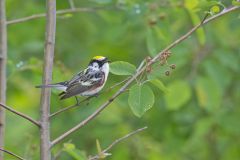 Chestnut-sided Warbler, Setophaga pensylvanica