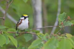 Chestnut-sided Warbler, Setophaga pensylvanica