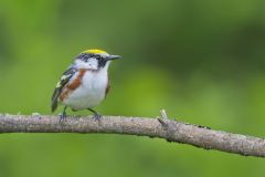 Chestnut-sided Warbler, Setophaga pensylvanica