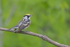 Chestnut-sided Warbler, Setophaga pensylvanica