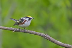 Chestnut-sided Warbler, Setophaga pensylvanica