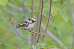 Chestnut-sided Warbler, Setophaga pensylvanica