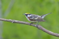 Chestnut-sided Warbler, Setophaga pensylvanica