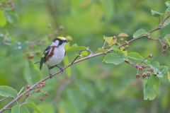 Chestnut-sided Warbler, Setophaga pensylvanica