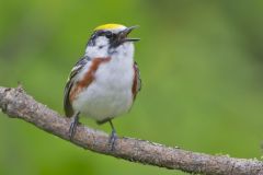 Chestnut-sided Warbler, Setophaga pensylvanica