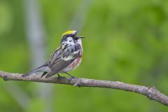 Chestnut-sided Warbler, Setophaga pensylvanica