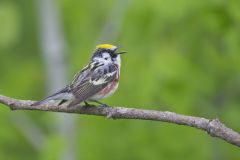 Chestnut-sided Warbler, Setophaga pensylvanica