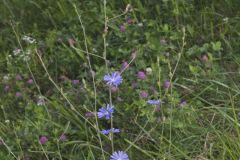 Chicory, Cichorium intybus