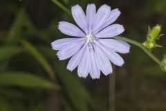 Chicory, Cichorium intybus
