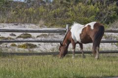 Chincoteague pony, Equus ferus caballus