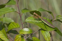 Chinese Praying Mantis, Tenodera sinensis