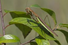 Chinese Praying Mantis, Tenodera sinensis