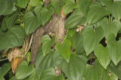 Chinese Yam, Dioscorea polystachya