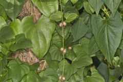 Chinese Yam, Dioscorea polystachya
