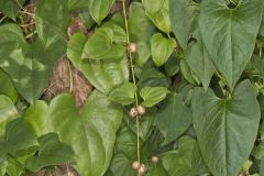 Chinese Yam, Dioscorea polystachya