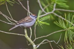 Chipping Sparrow, Spizella passerina