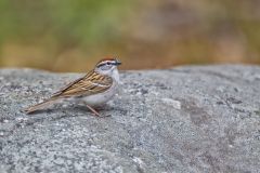 Chipping Sparrow, Spizella passerina