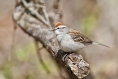 Chipping Sparrow, Spizella passerina