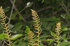 Christmas Fern, Polystichum acrostichoides