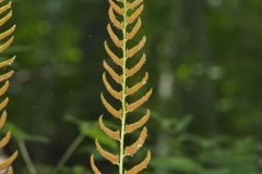 Christmas Fern, Polystichum acrostichoides