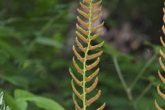 Christmas Fern, Polystichum acrostichoides