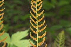 Christmas Fern, Polystichum acrostichoides