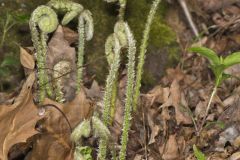 Christmas Fern, Polystichum acrostichoides