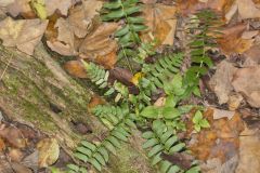 Christmas Fern, Polystichum acrostichoides