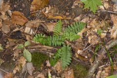 Christmas Fern, Polystichum acrostichoides