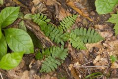 Christmas Fern, Polystichum acrostichoides