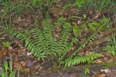 Christmas Fern, Polystichum acrostichoides