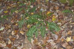 Christmas Fern, Polystichum acrostichoides