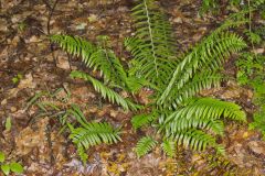 Christmas Fern, Polystichum acrostichoides